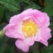  Rosa villosa 'Recondita'  est un rosier ancien.