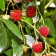 Framboisier 'Zeva', petits fruits rouges du jardin ou du balcon 