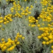 Photo de santoline en fleur prise par les Pépinières HUCHET