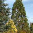 Photo de séquoia géant prise par les Pépinières HUCHET