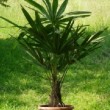 Jeune Trachycarpus fortunei en pot