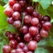 Grappe de fruits rouges de la vigne 'Alphonse Lavallée'
