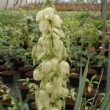 Photo de fleurs de yucca filamenteux prise par les Pépinières HUCHET