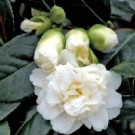 Fleur blanche du camélia 'Man Size'