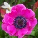 Anemone coronaria