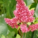 Astilbe, Astilbe d'arends 'gertrud brix'