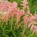 Astilbe