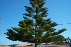 Araucaria heterophylla