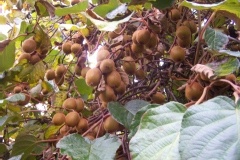 Souris végétale, Actinidia de chine, Groseille de chine, Kiwi 'hayward'