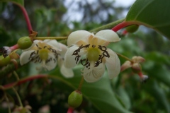 Actinidia callosa