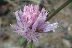 Allium schoenoprasum