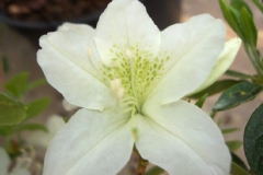 Azalea 'White Lady'