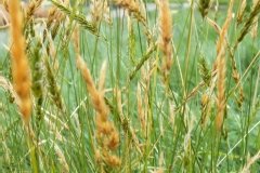 Stipa calamagrostis