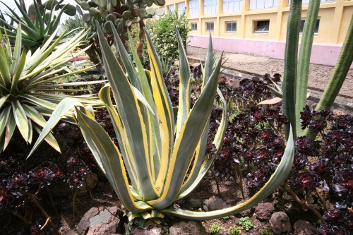 Jardin botanique de Funchal, Madère.