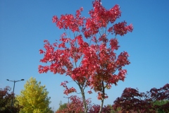 Acer grosseri var. hersii