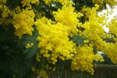 Mimosa d'hiver, Mimosa