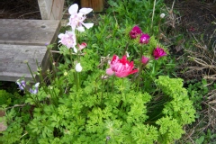 Photo de Anemone coronaria