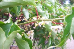 Actinidia callosa