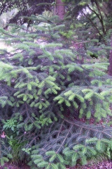 Abies cephalonica