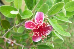 Feijoa, Goyavier du brésil