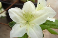 Azalea 'White Lady'