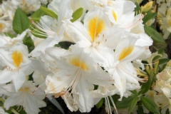 Azalea mollis 'Persil'