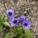 Anemone coronaria