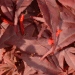 Acer palmatum 'Fireglow'