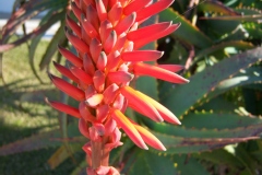 Aloe arborescens