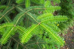 Abies cephalonica