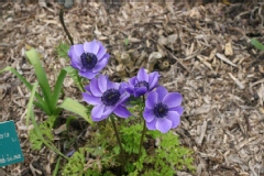 Anemone coronaria