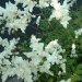 Astilbe, Astilbe d'arends, Astilbe 'brautschleier'