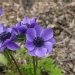 Anemone coronaria - Anémone, Anémone de caens