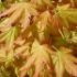 Acer palmatum 'Orange Dream'