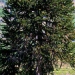 Araucaria araucana