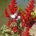 Astilbe 'etna', Astilbe, Astilbe d'arends