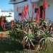 Aloe arborescens - 