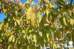 Acer cissifolium