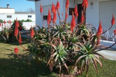 Aloe arborescens