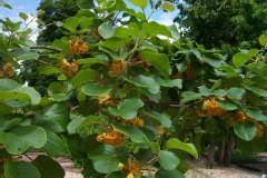 Actinidia chinensis