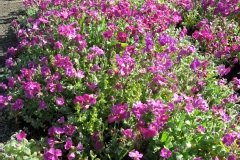 Aubriète 'cascade red'