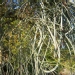 Acacia stenophylla - 