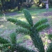 Abies caucasica