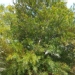 Acacia boormanii - 