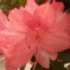 Azalea japonica 'Blaauw's Pink'