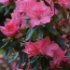 Azalea japonica 'Blaauw's Pink'