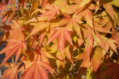 Acer palmatum 'Sango-kaku'