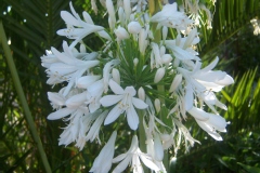 Agapanthe à ombelles blanches, Agapanthe tubéreuse, Agapanthe africaine