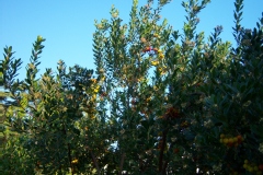 Arbutus unedo