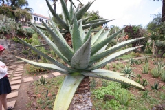 Aloe marlothii